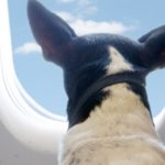 Viajar con mascotas. Emirates y Etihad