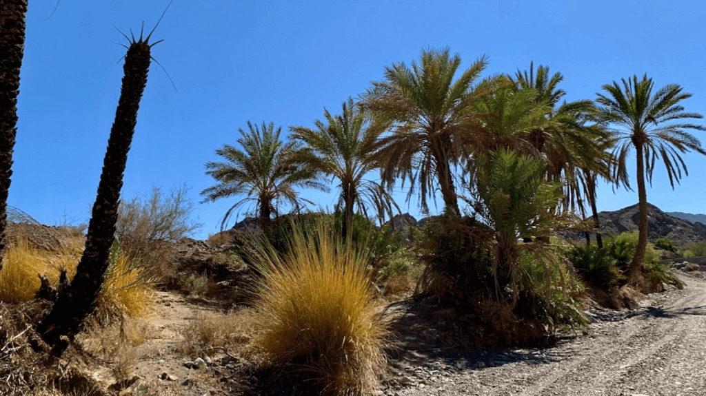 Shawka ruta excursión palmeras vivir dubai (7)