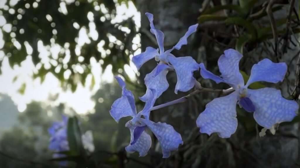 orquídea guerlain dubai vivir en español