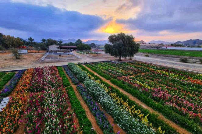 plantación flores EAU