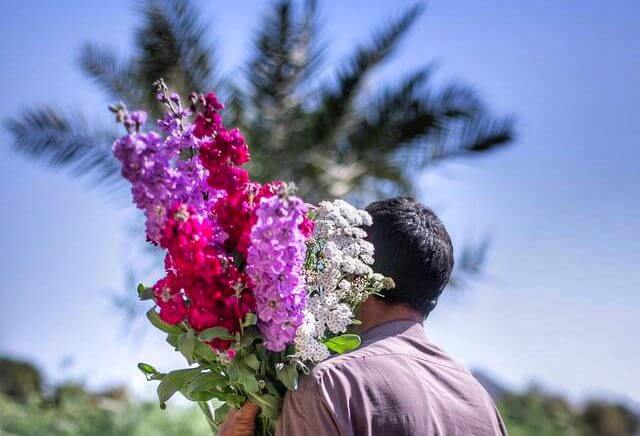 vivero flores vivir dubai