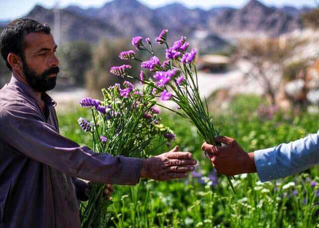 vivero ras al khaimah vivir