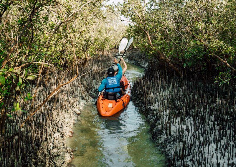 kayak abu dhabi mangrove