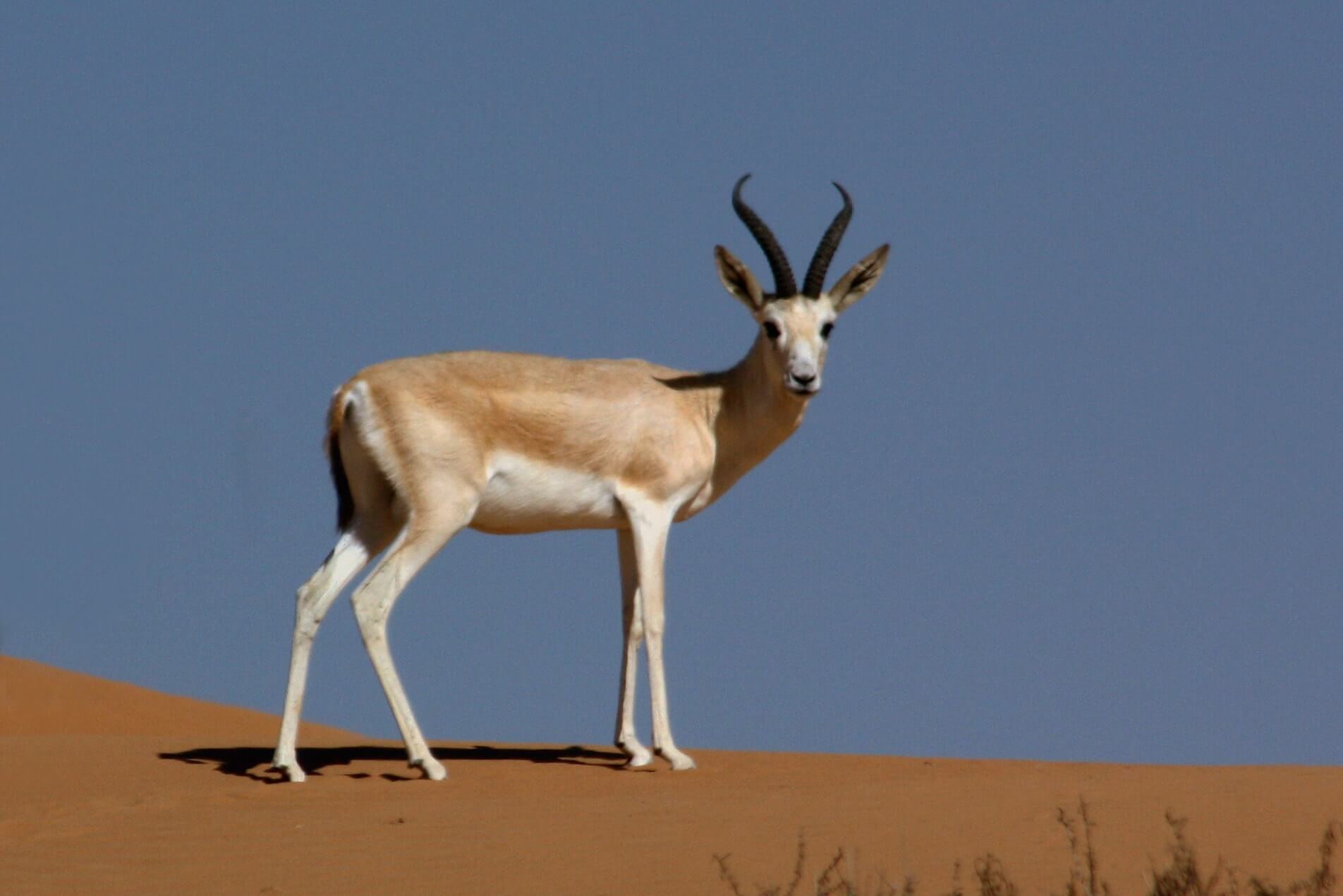 gacela emiratos vivirendubai