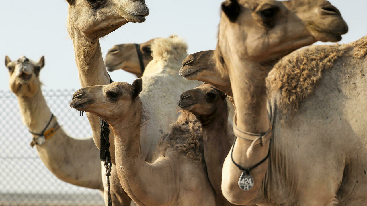 camellos clonados dubai vivir español