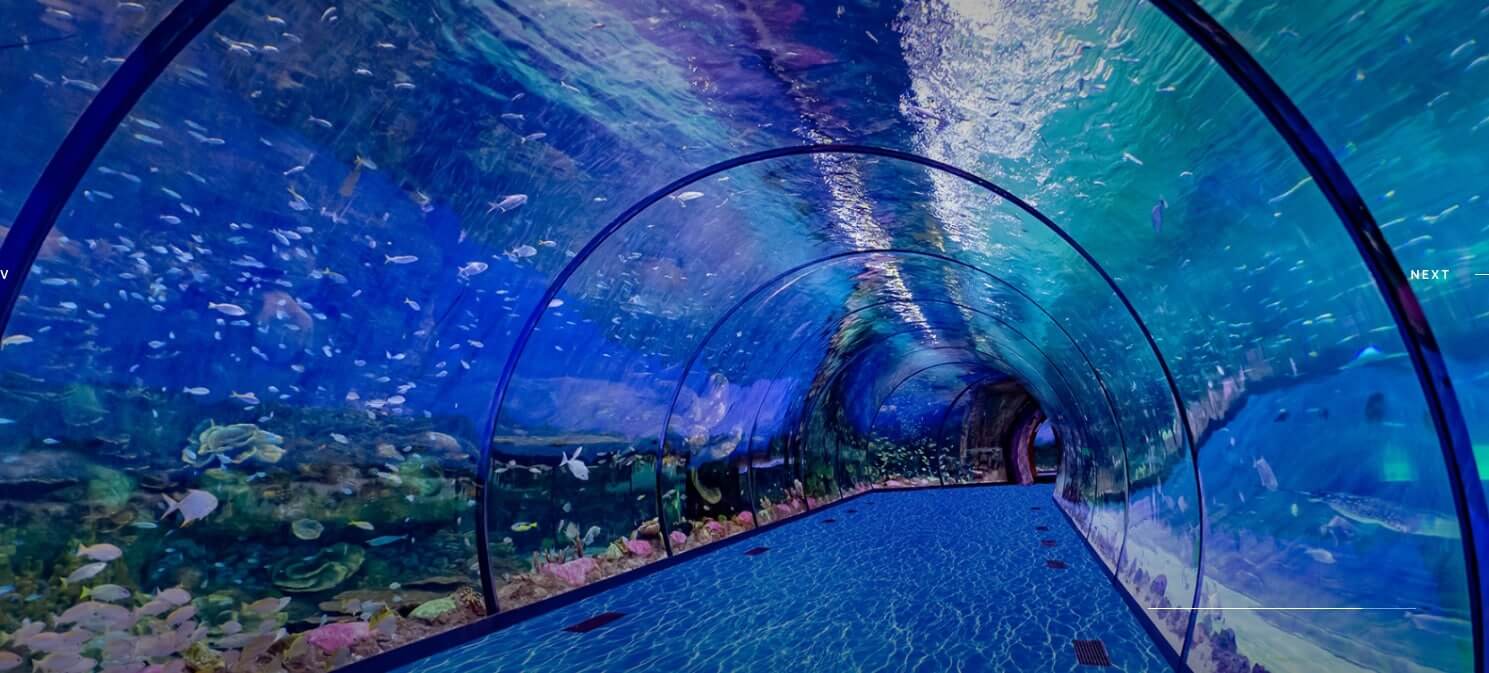 experiencia acuario abu dhabi