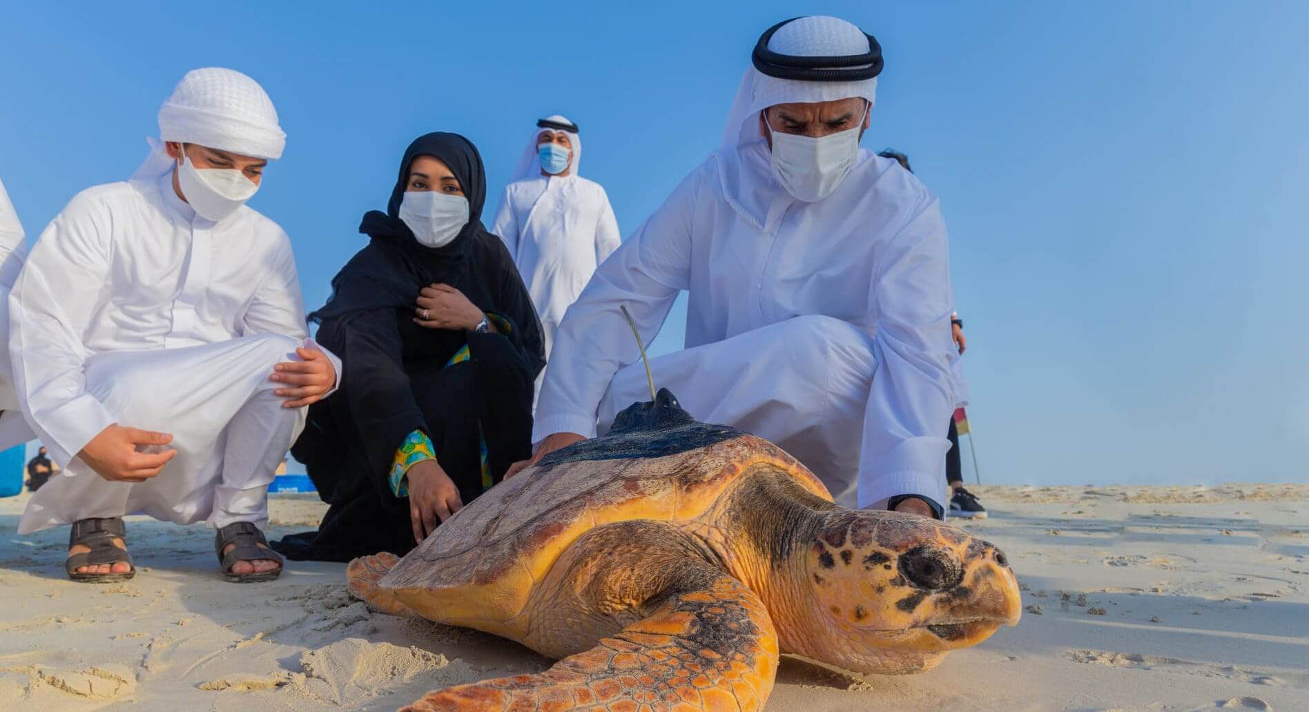 rehabilitacion de tortugas abu dhabi