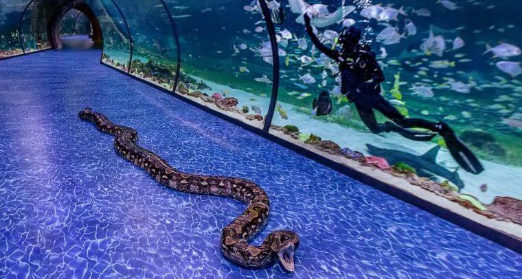 super serpiente acuario abu dhabi