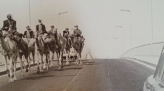 dubai camellos trenes 