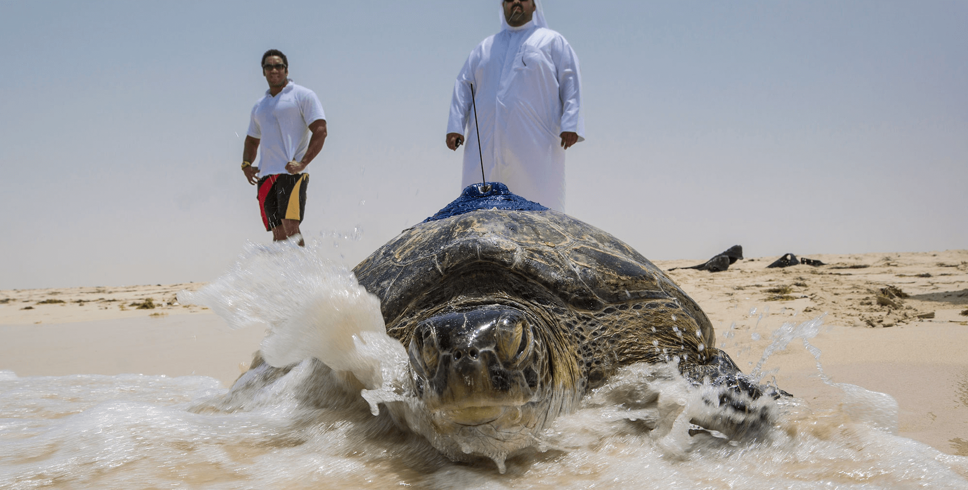 centro de rehabilitacion de tortugas dubai al naseem