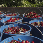 Carrefour exporta cerezas y picotas españolas a Emiratos