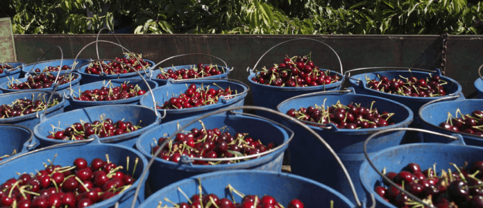 cerezas de España a emiratos