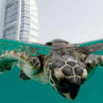 Las tortugas Carey, huéspedes marinas en un hotel de lujo de Dubai