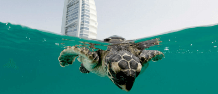 tortugas carey burj al arab