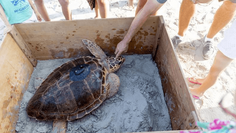 tortugas carey en dubai burj al arab